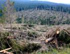 images/VAIA/vaia-gallery/vaia-alberi.jpg