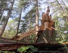 images/VAIA/vaia-gallery/vaia-albero.jpg
