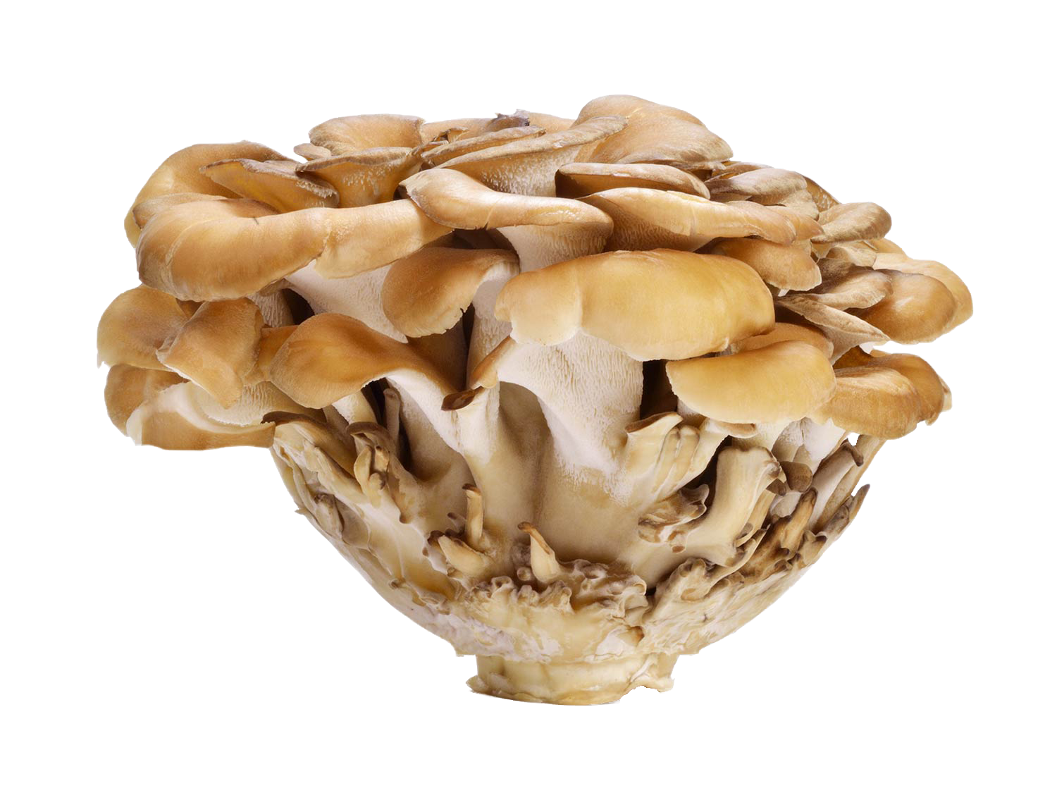 Integratori per persone PREVINCO (40cps)