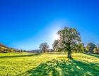 images/homepage/GW-top1/albero-prato-web.jpg