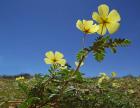 images/homepage/GW-top1/tribulus_web.jpg